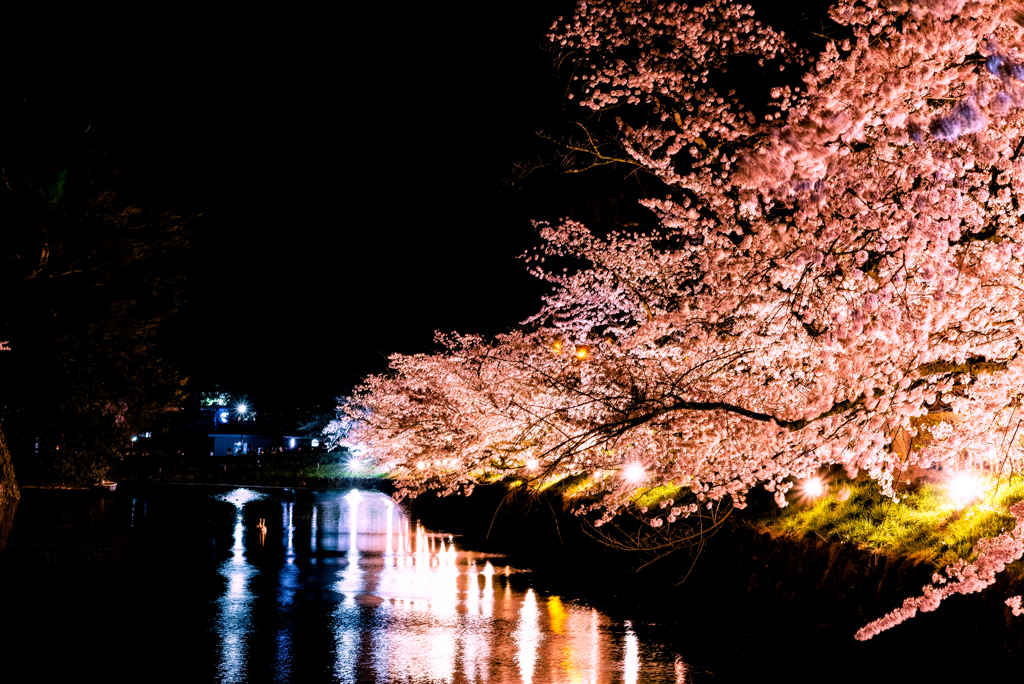 桜 松本城