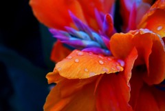 初のミラーレスカメラ(^^)