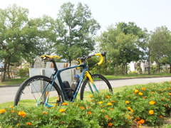 花壇　TREK Domane ロードバイク