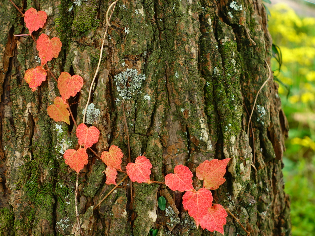 ハートが紅葉