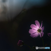 Flower lighting