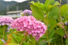 紫陽花だらけ
