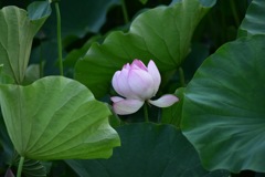 蓮葉