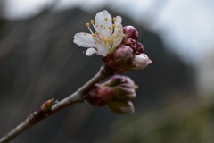 IMG_4275