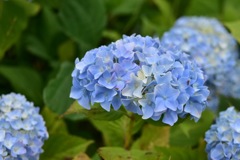 紫陽花