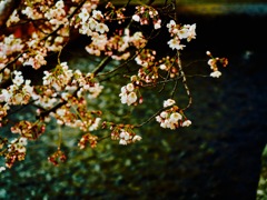 IMG_2276
