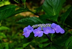 青紫の額紫陽花