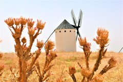 カンポ・デ・クリプターナの風車と鬼薊（オニアザミ）の群生