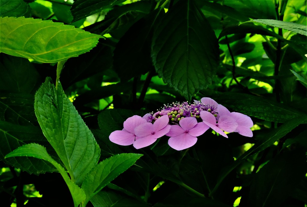 赤の額紫陽花