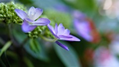 額紫陽花（品種名：九重の桜）