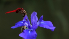 菖蒲とトンボ