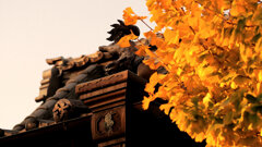諏訪神社の瓦と銀杏