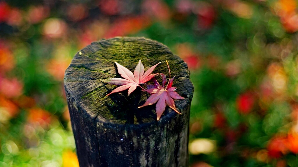 平林寺の紅葉