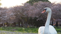 うまく撮ってね