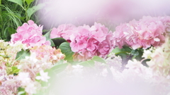 出井の泉公園の紫陽花
