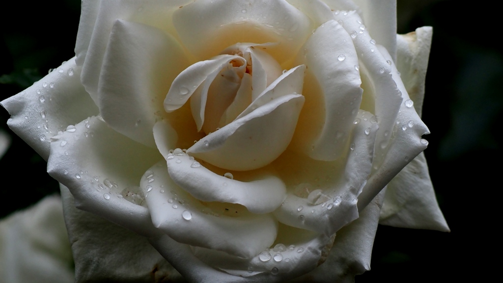 雨の白薔薇