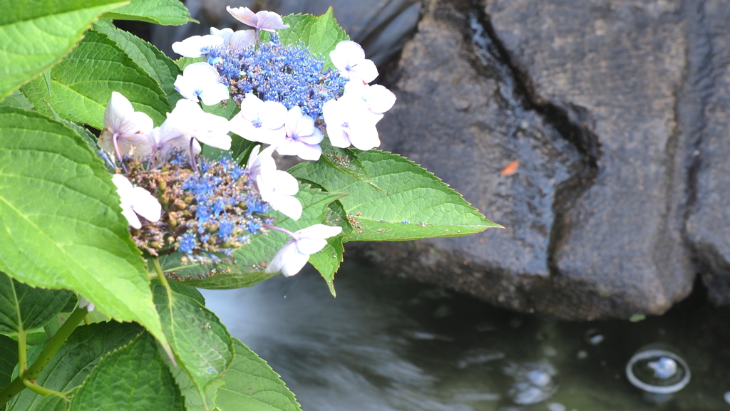涼し気な紫陽花