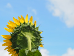 ひまわりと青空