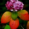 紅葉の紫陽花