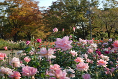 薔薇