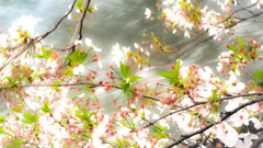 葉桜と花筏
