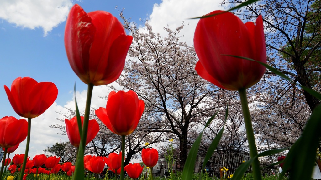 桜とチューリップ