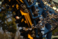 豊島園の桜