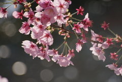 靖国神社の桜