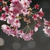 靖国神社の桜