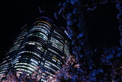 毛利庭園の夜桜