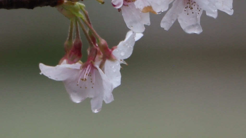 花散らしの雨