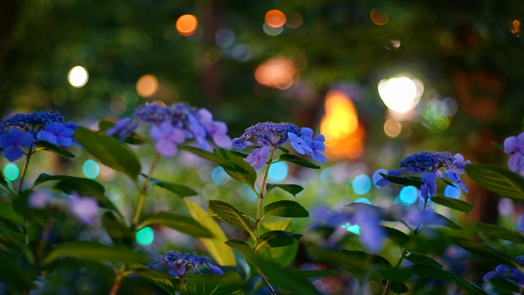 夜の紫陽花