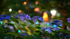 夜の紫陽花