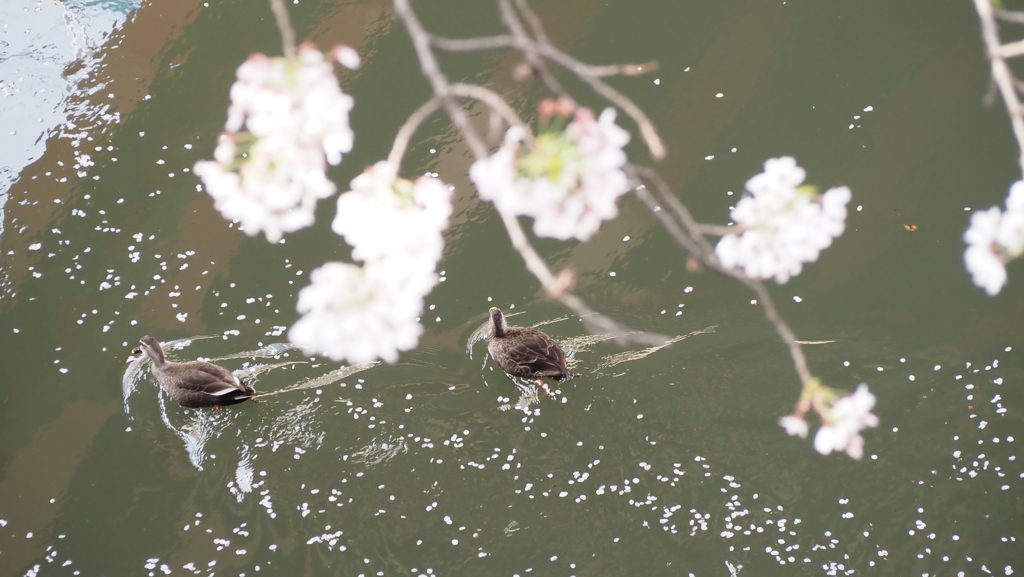鴨もお花見