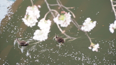 鴨もお花見
