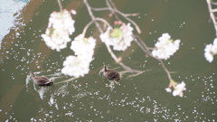 鴨もお花見