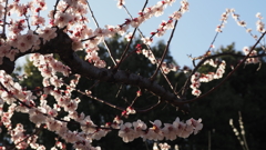 赤塚溜池公園の梅