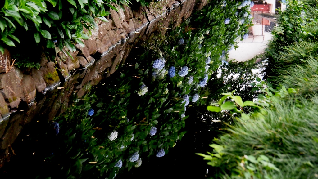 水面の紫陽花