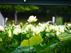 プールの花蓮