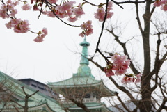 大寒桜