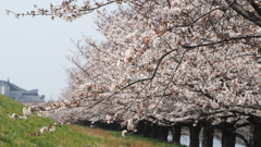 荒川土手の桜