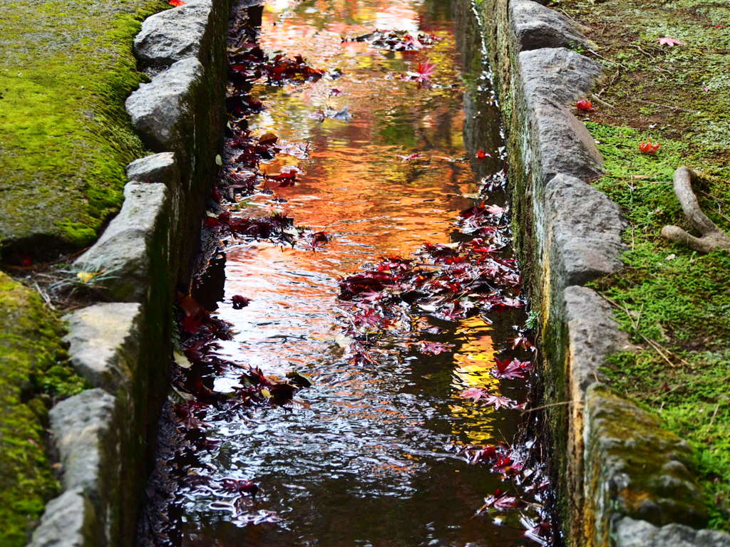 平林寺の紅葉