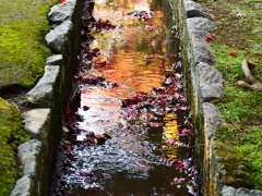 平林寺の紅葉