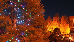 クリスマスツリーと銀杏