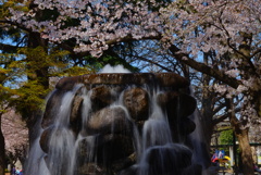 噴水と桜