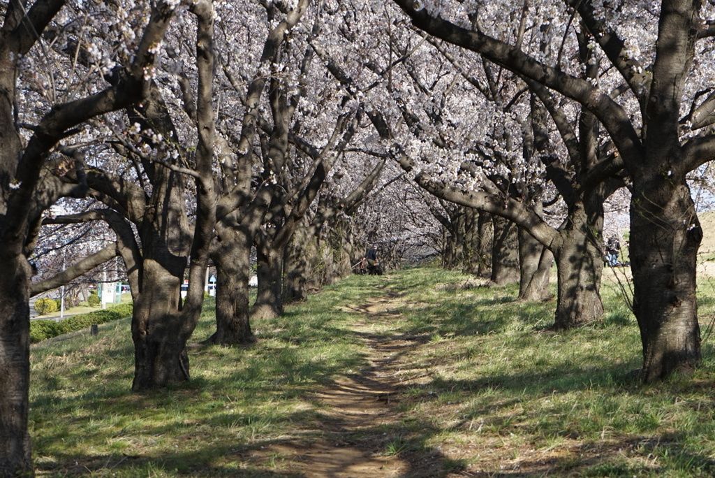 荒川土手の桜
