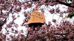 八重桜と風車