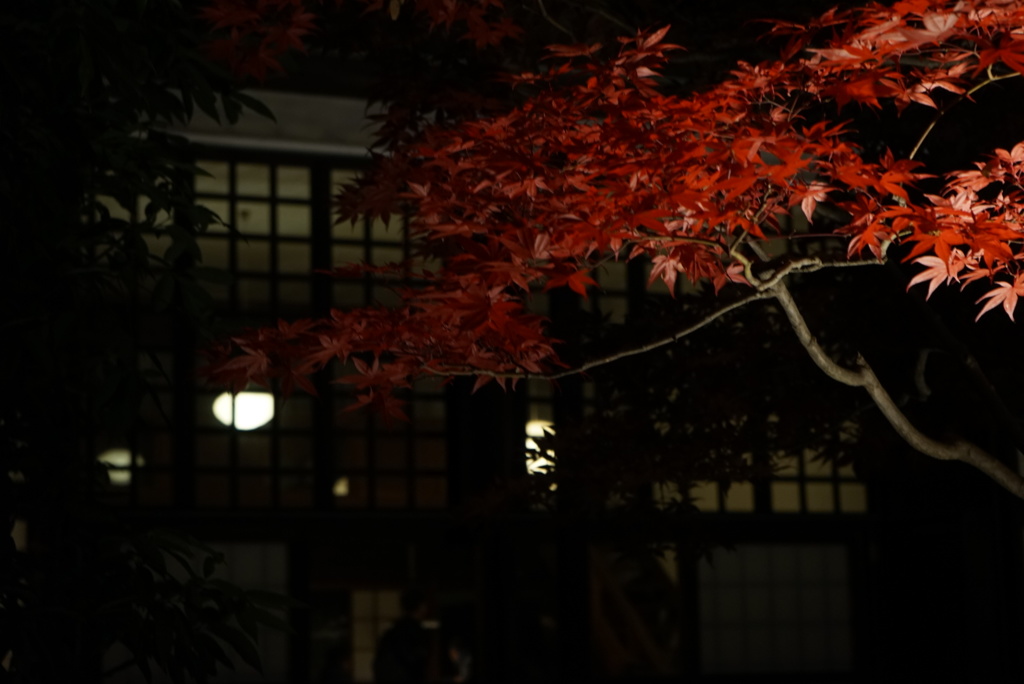ライトアップされた紅葉
