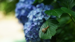 紫陽花と蝸牛