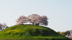 孤高の桜